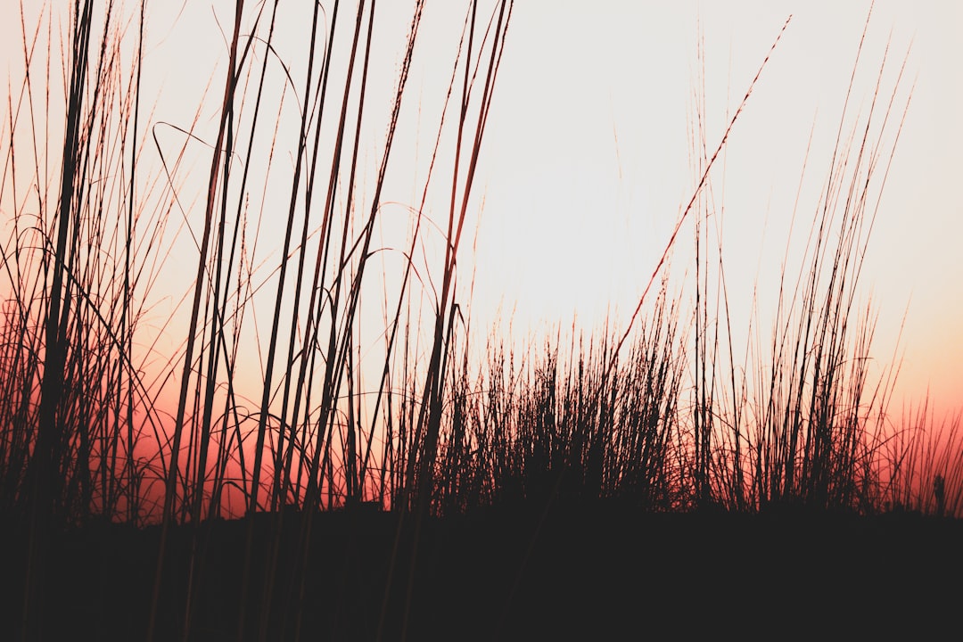silhouette of grass