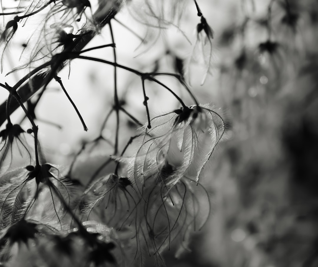 a black and white photo of a plant with lots of leaves