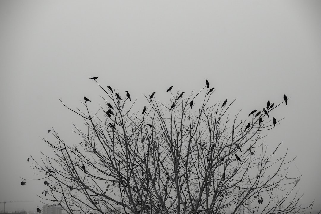 a flock of birds sitting on top of a tree