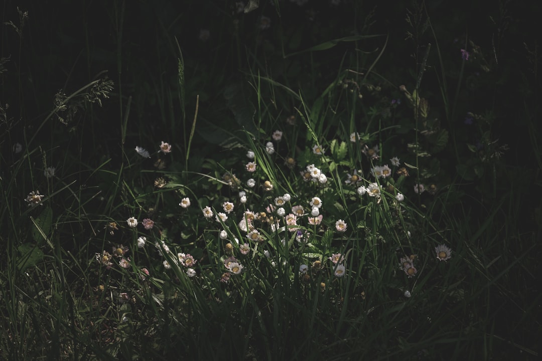 a bunch of flowers that are in the grass