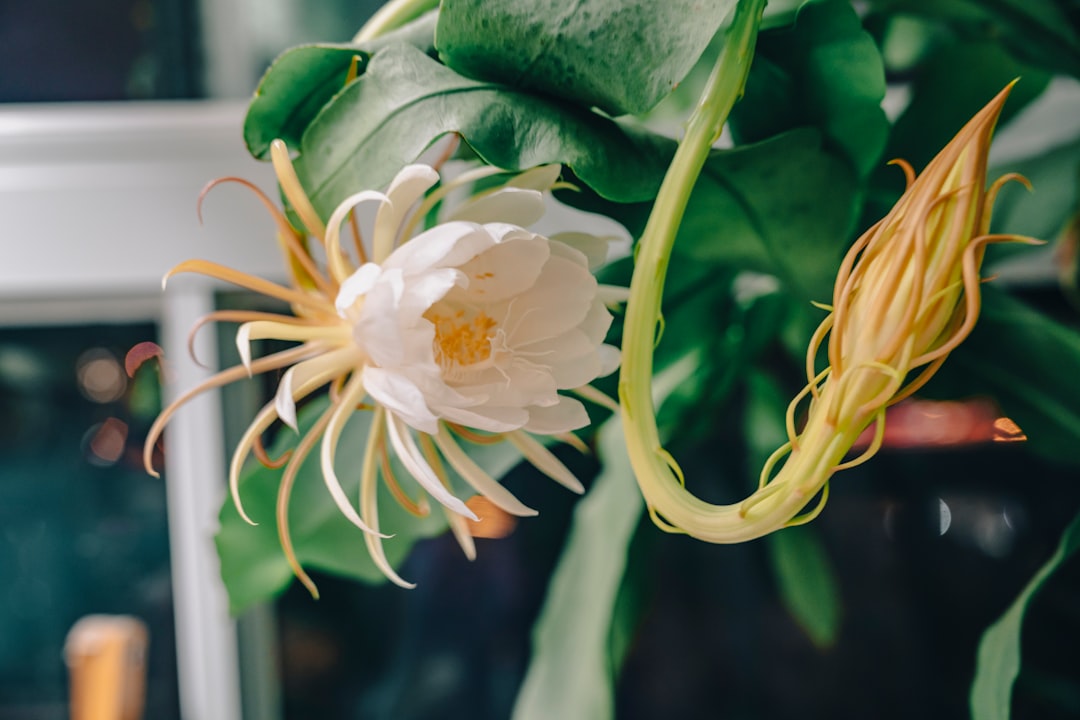 a white flower with yellow stamens and green leaves