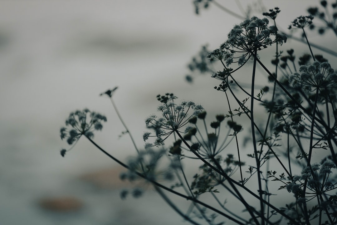 a close up of a plant